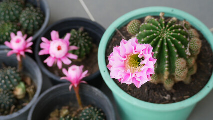 Pink Flower Cactus in the garden, subdenudata, gymnocalycium