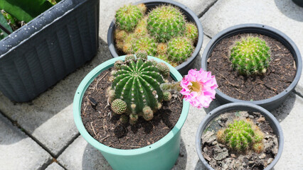 Pink Flower Cactus in the garden, subdenudata, gymnocalycium