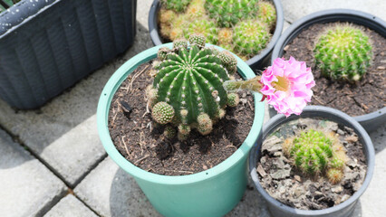 Pink Flower Cactus in the garden, subdenudata, gymnocalycium