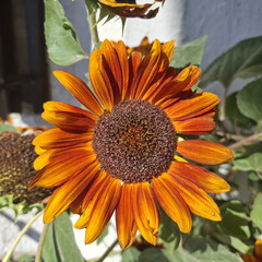 Girasole