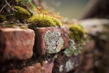 Fototapeta premium A weathered brick wall covered in lichens and moss blurred background