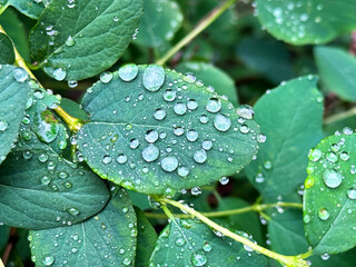 Raid drops on leaves. Plants after rain in cloudy weather. Natural background.