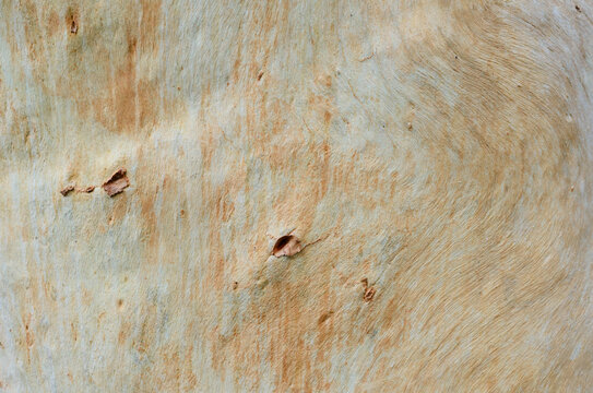 Closeup of cream and pale orange, lightly textured  tree trunk