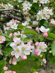 Blooming apple tree in the spring garden. White and pink blossom in bloom. Vertical photography.