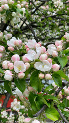Blooming apple tree in the spring garden. White and pink blossom in bloom. Vertical photography.
