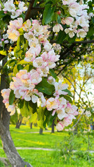 Blooming apple tree in the spring garden. White and pink blossom in bloom. Vertical photography.
