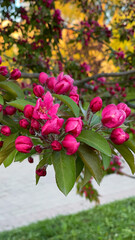 Branch with pink apple flowers. Garden of fruit trees in full bloom. Blooming apple orchard. Vertical nature photography.