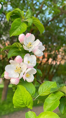 Close up of beautiful apple flowers on a branch. Blooming tree in the spring garden. White and pink blossoms in bloom. Vertical photography.