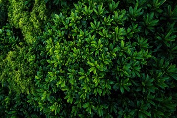 Aerial Perspective of Green Backdrop
