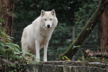 Albino wolf at a French zoo