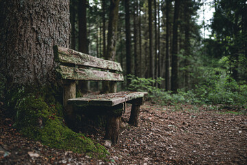 a bench sitting in the middle of a forest