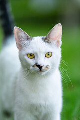 Street cat waiting for food from people. Homeless cat.