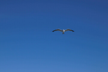 Majestic Seagull Gliding Effortlessly Through a Clear Blue Sky, Soaring High Above the Calm Ocean, Symbolizing Freedom and the Beauty of Nature's Birdlife in Flight