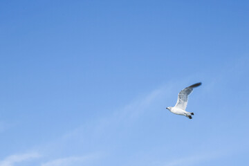 A Graceful Seagull in Flight Against a Brilliantly Clear Blue Sky Captivates Nature Lovers and Birdwatchers Alike with Its Aerial Majesty and Freedom of Movement