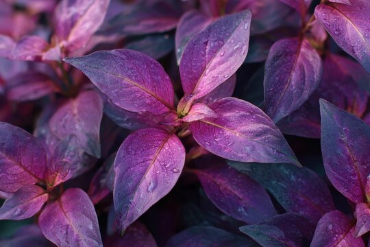 attractive purple alternanthera brasiliana foliage
