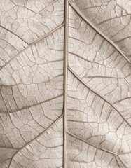 Closeup of Dried Leaf Texture with Beige and Brown Tones