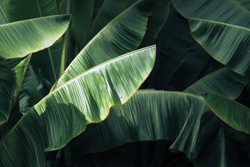 Obraz premium Banana foliage backdrop