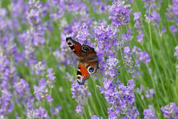 European peacock butterfly (Aglais io) perched on lavender in Zurich, Switzerland