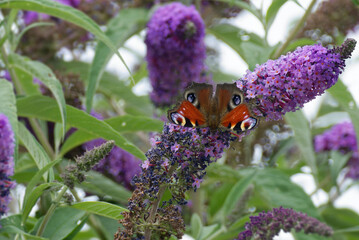 European peacock butterfly (Aglais io) perched on summer lilac in Zurich, Switzerland