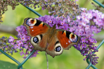 European peacock butterfly (Aglais io) perched on summer lilac in Zurich, Switzerland