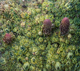 Thickets of the plant Stone Rose, Stone Flower or Sempervivum in the wild nature of the mountains
