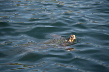 Sea Turtle Swimming with Head Above Water in Calm Sea, Argostoli - Kefalonia, Greece