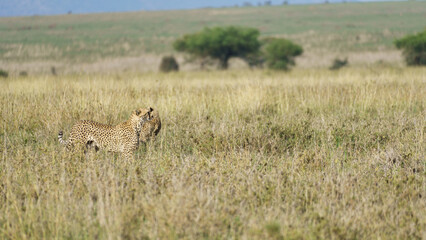 A majestic Cheetah roaming through the tall grass on the stunning African savanna terrain Serengeti 