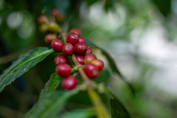 Organic Colombian coffee with farmers picking on the farm. harvesting robusta and arabica coffee berries by farmers hands, worker harvests arabica coffee berries on its branch, harvest concept.