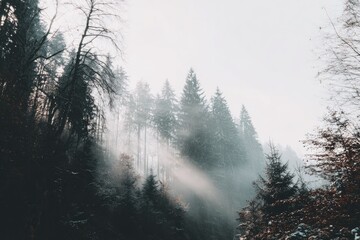 Misty forest scene with sunlight
