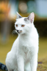 Street cat waiting for food from people. Homeless cat.