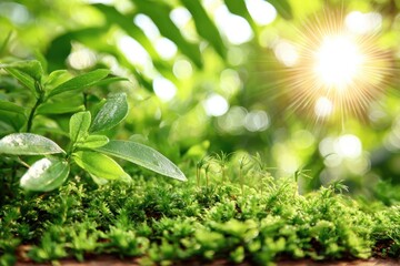 Lush green foliage and moss, sunlit