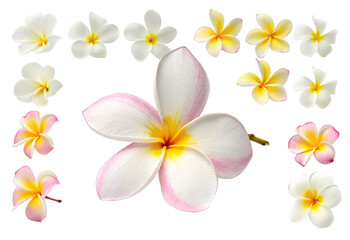Naklejka premium Beautiful white and yellow plumeria flowers arranged on black background for design projects