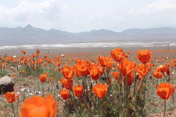 Vibrant orange poppies blanket a vast, dry landscape, stretching to distant mountains