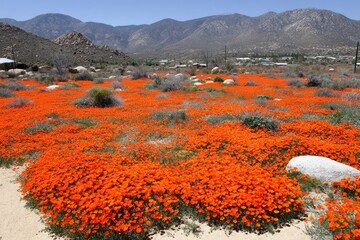 Vibrant orange wildflowers carpet a desert valley, with distant mountains