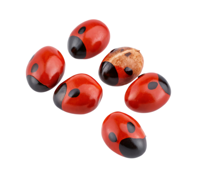 Colorful ladybugs scattered on a plain background with distinct patterns and vivid colors