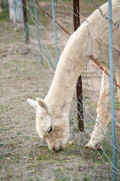 An alpaca reaching through a fence to graze