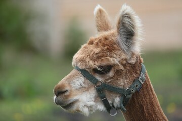 Fototapeta premium Alpaca close-up with a green halter