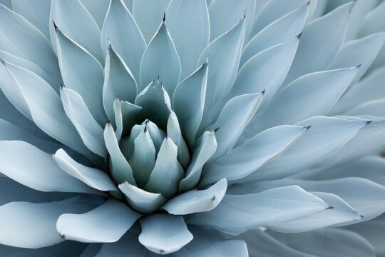 Detailed view of a blue grey agave star in Marfa Texas