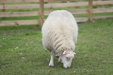 Obraz premium A fluffy sheep is grazing on a green pasture