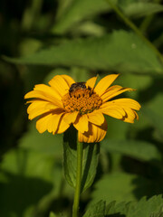 Honeybee Pollinating a Bright Yellow Heliopsis Flower