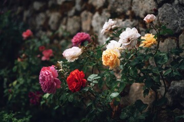 Different roses thriving in a structured garden by a stone wall