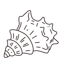 a shell sea on white background