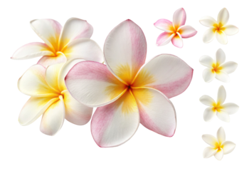 Plumeria blossoms in vibrant hues for tropical decoration and garden enchantment delight