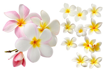 Naklejka premium Beautiful plumeria flowers isolated on black background with pink and white tropical blooms