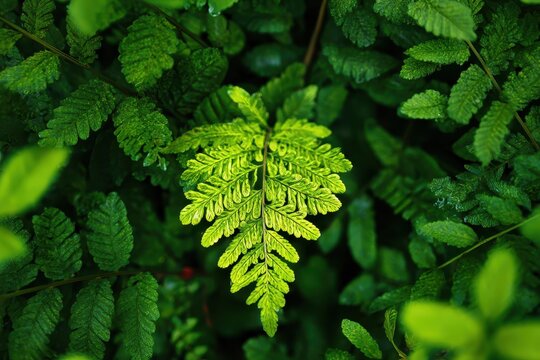 A vivid close up shows the delicate light green leaves of a fern amid lush plants in Bekasi West Java Indonesia