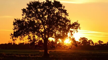 Silhouette tree sunset landscape - Powered by Adobe