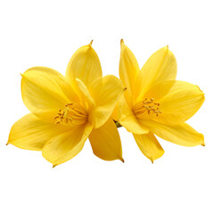 Two vibrant yellow flowers with delicate petals and prominent stamens, showcasing natural beauty and intricate floral details.