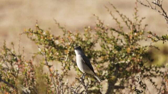 Fire-eyed diucon bird perched on a twig
