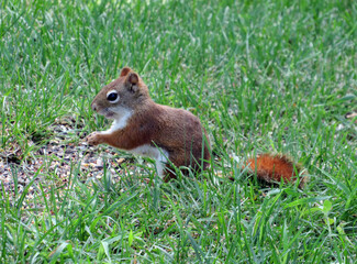 Squirrely Red Tail 