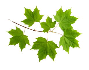 gold star isolated on white - Firefly_a branch full of beautiful leaves on a white background